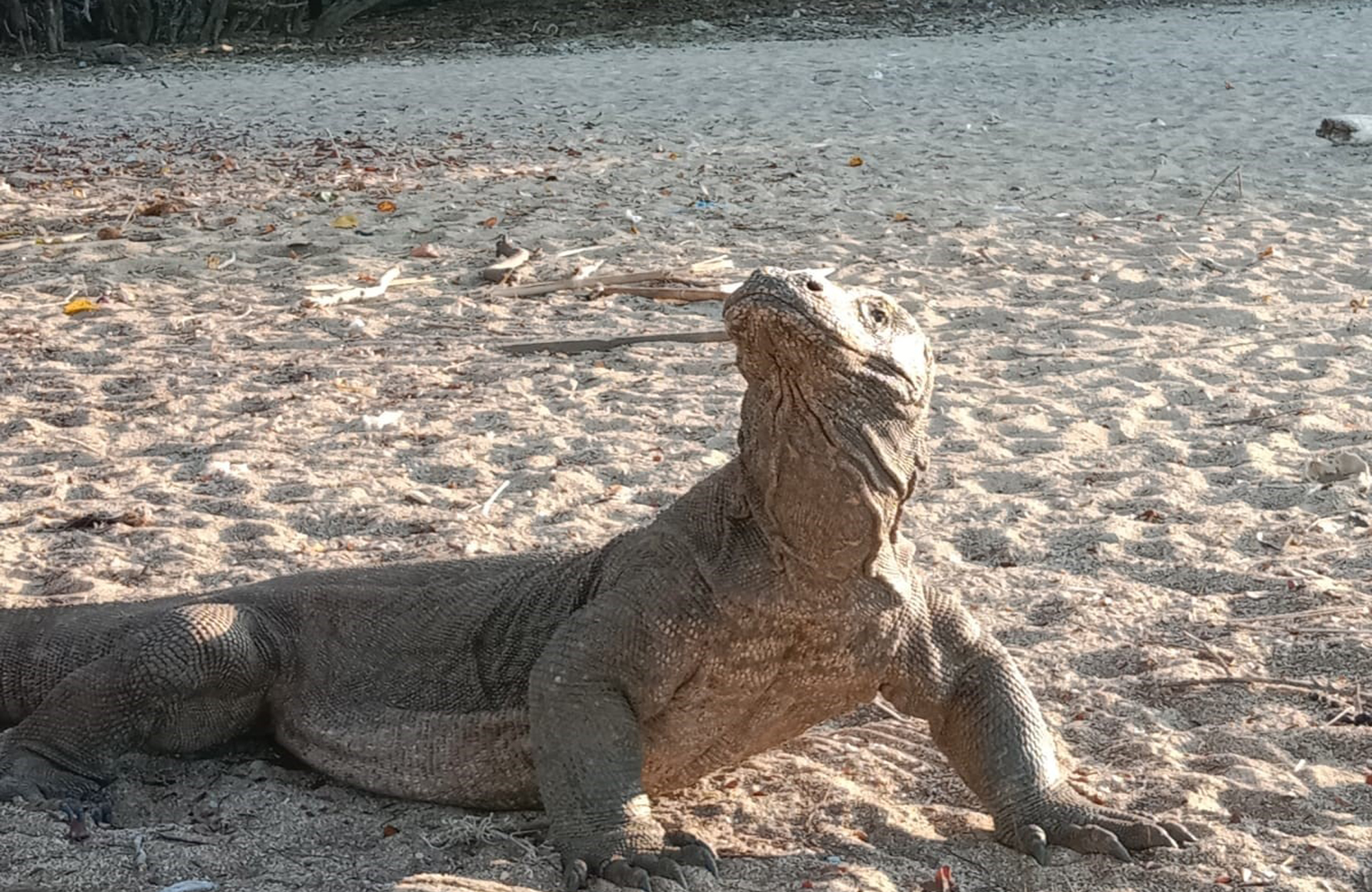 wanua adventure komodo tour